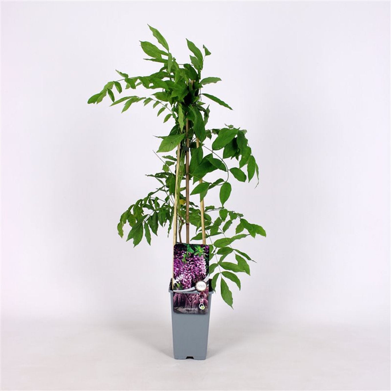 Wisteria flor. 'Rosea' - C2 70/+ CM